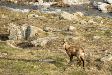 camoscio