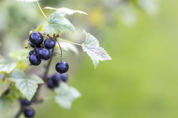 Rich black currant berries on branch in garden, selective focus. Black fruits on green  light blurred background.