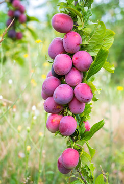 Colorful ripe lilac plum