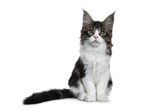 Beautiful black brown tabby with white Maine Coon cat kitten sitting straight with tail beside body, looking straight in lens isolated on white background 