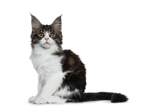 Beautiful black brown tabby with white Maine Coon cat kitten sitting side ways with tail behind body, looking straight in lens isolated on white background