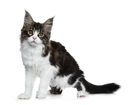 Beautiful black brown tabby with white Maine Coon cat kitten standing side ways, looking straight in lens isolated on white background
