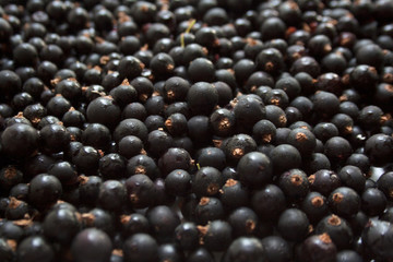 Black currant berries background close up