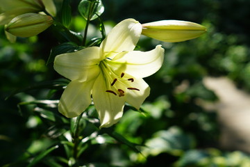 close up of white lily blooming in the garden