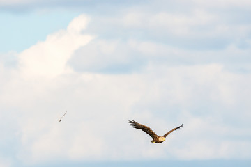 White-Tailed eagle with spread wings on the skies