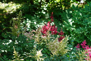 bloming red and white astilba flowers in the garden