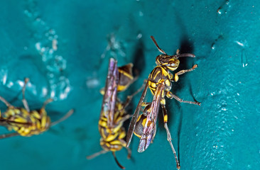 Macro Photo of Wasp on Blue Green Metal Material