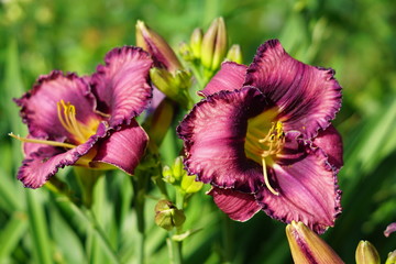 red blooming lily growing in the flower bed