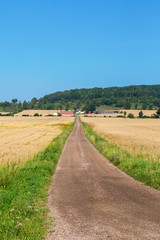 Fototapeta na wymiar Dirt road through the cornfields to the farm