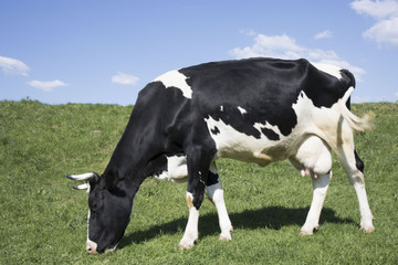 Fototapeta na wymiar black and white cow grazing in a meadow