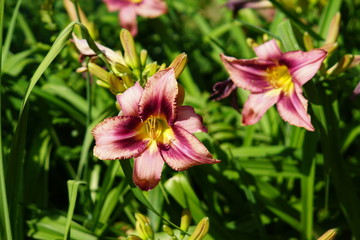 red blooming lily growing in the flower bed
