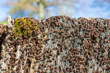 Ant colony on a tree stump