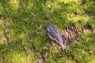 Treecreeper sitting in the moss on a tree