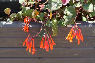 buds of fuchsia flower in the garden, close up