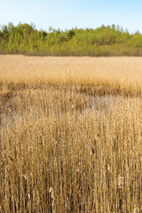 View of the lake with reeds