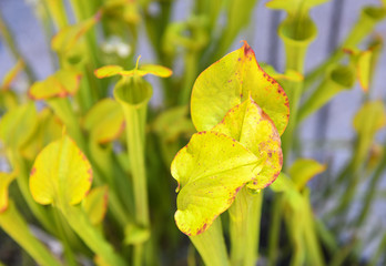 Yellow pitcherplant, Sarracenia flava, pitcher plant flower