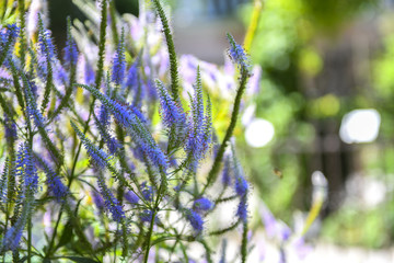 Purple spiked speedwell. Veronica spicata