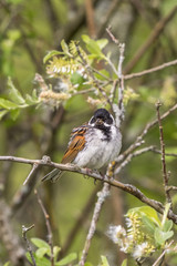 Branch with a Reed bunting in a bush