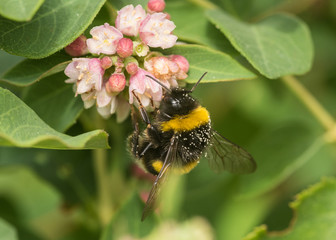 Garden Bee 1