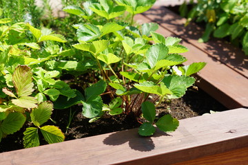 strawberry plant grows in fruit garden, close up