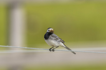 Wagtail that has its beak full of mosquitos on a wire