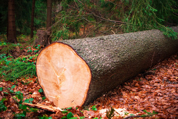 Baumstamm gesägt - Sturmschäden im Wald