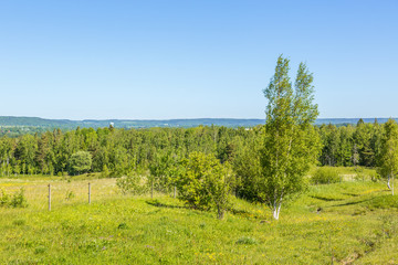 Landscape View from a meadow with a birch tree in summer