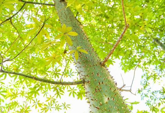 Ceiba insignis tree