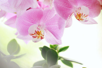Fototapeta na wymiar Blossoming pink orchid