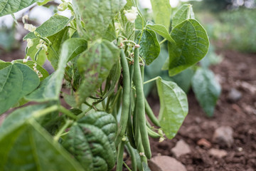Green beans growing in a vegetable garden. Green bean plant. Agriculture