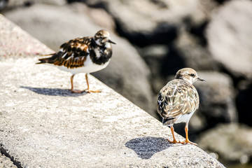 Kentish Plover Water Bird