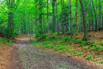 beautiful forest of the middle latitudes with footpath