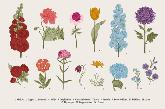 Big set flowers. Victorian garden flowers. Classical botanical vintage illustration.