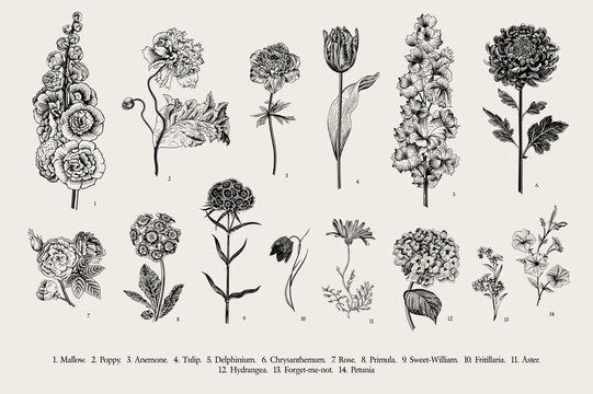 Big set flowers. Victorian garden flowers. Classical botanical vintage illustration. Black and white