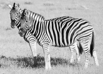 Fototapeta na wymiar Two zebra close-up