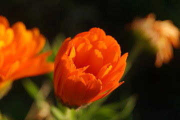 Blenheim, New Zealand