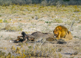 Male lion sits near kudu just killed