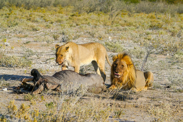 Lion and lioness stand watch over kill