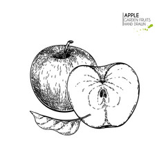 Hand drawn whole and half apples. Vector engraved illustration. Juicy natural fruit. Food healthy ingredient. For cooking, cosmetic package design, medicinal herb, treating, healt care.