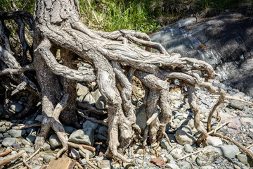 the roots of tree. close-up