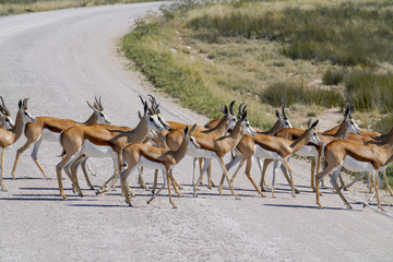 Springok herd cross road