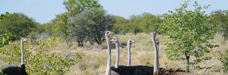 Small flock ostrich