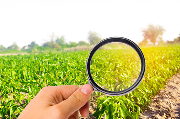 The food scientist checks the pepper for chemicals and pesticides. healthy vegetables. pomology....