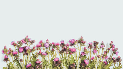 Blooming with pink and crimson flowers Thistle. Floral composition. Flat lay; top view; copy space.