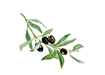 Watercolor drawing of olive branch with leaves isolated on white background. Hand drawn illustration with black olive.