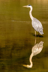 Grey heron standing in a lake at golden hour with its reflection in water