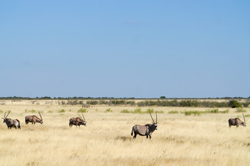 Naklejka na ściany i meble African landscape of golden grassland with oryx and zebra