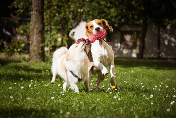 Beagle dog and spitz klein small running and playing together in garden. Summer sunny day outdoor.