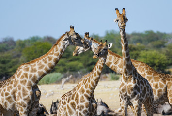 Group of giraffe near desert waterhole