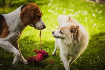 Beagle dog and spitz klein small running and playing together in garden. Summer sunny day outdoor.